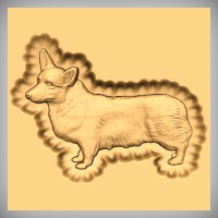 Welsh Corgi