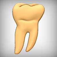 Molar - Tooth