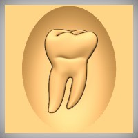 Molar - Tooth