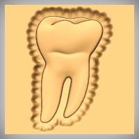 Molar - Tooth