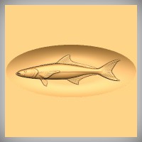 Cobia