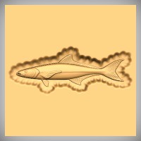 Cobia