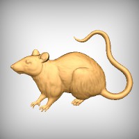 Rat