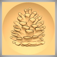 Pinecone