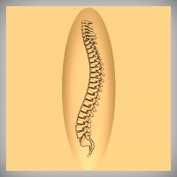 Spine