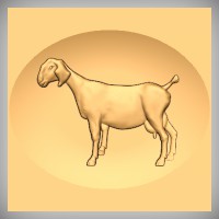 Nubian Goat