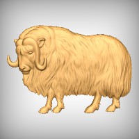 Muskox