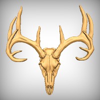 Deer Skull