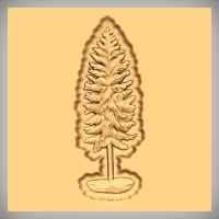 Lodgepole Pine 1
