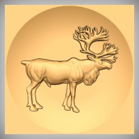 Caribou / Reindeer