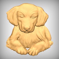 Golden Retriever Puppy 3