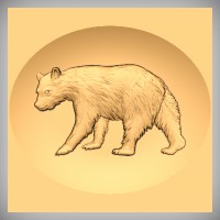 Bear 5