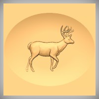 Deer 7