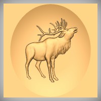 Elk 9