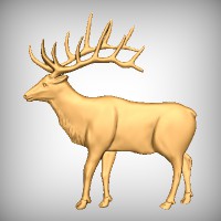 Elk 11