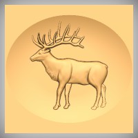 Elk 11