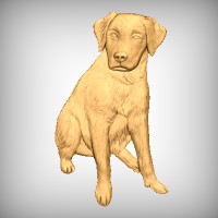 Labrador Retriever 2