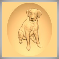 Labrador Retriever 2