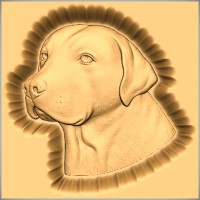 Labrador