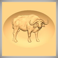 Cape Buffalo