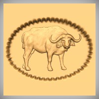 Cape Buffalo