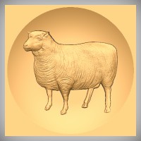 Sheep 2