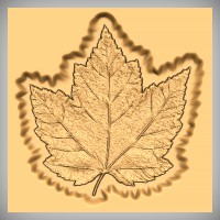 Maple Leaf No.1