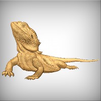 Bearded Dragon