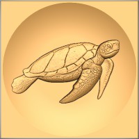 Sea Turtle