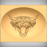 Highland Cow