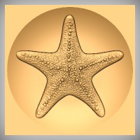 Starfish 3