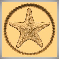 Starfish 3