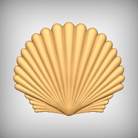 Scallop Shell 2