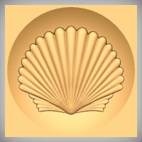 Scallop Shell 2