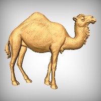 Camel single hump