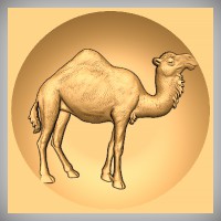 Camel single hump