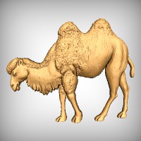 Camel twin hump