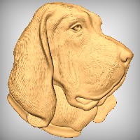 Bloodhound