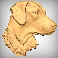 Chesapeake Bay Retriever 