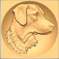 Chesapeake Bay Retriever 