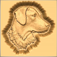 Chesapeake Bay Retriever 