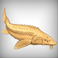 Sturgeon