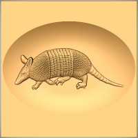 Armadillo