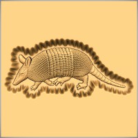 Armadillo