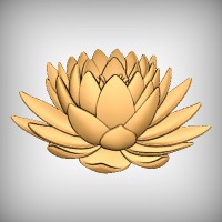 Lotus Flower