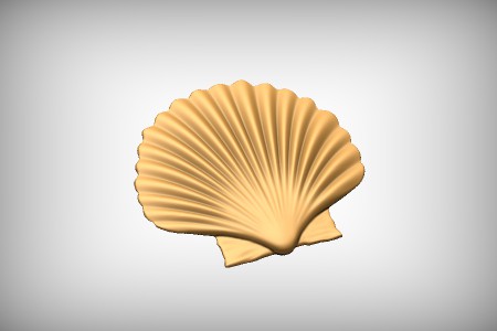 Scallop Shell