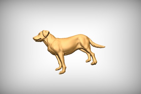 Labrador Retriever