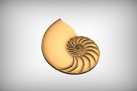 Nautilus Shell