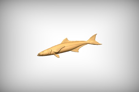 Cobia