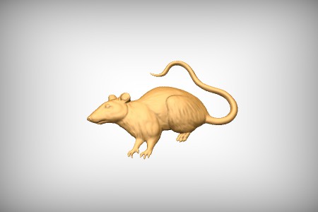 Rat